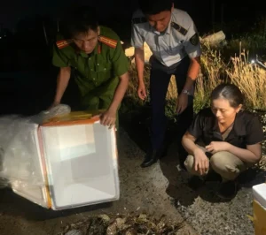 Kiểm tra số tôm còn lại ở cơ sở bà N.T.X