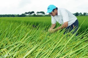Ông Hồ Quang Cua trên cánh đồng lúa ST25