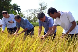 Thứ trưởng Trần Thanh Nam (thứ 2 từ phải qua) tham quan mô hình sản xuất lúa an toàn ở thị xã Ngã Năm, Sóc Trăng