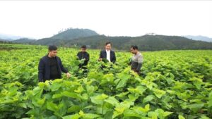 Lào Cai có 37 xã, 920 thôn đạt chuẩn nông thôn mới, kiểu mẫu